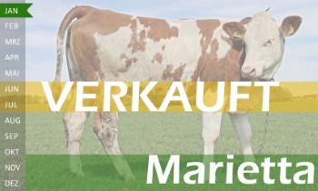 trchtige Fleckvieh Kalbin zu verkaufen, beweidet und ruhig